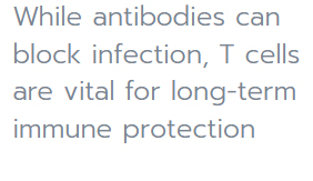 antibodies-can-block-infection-when-present